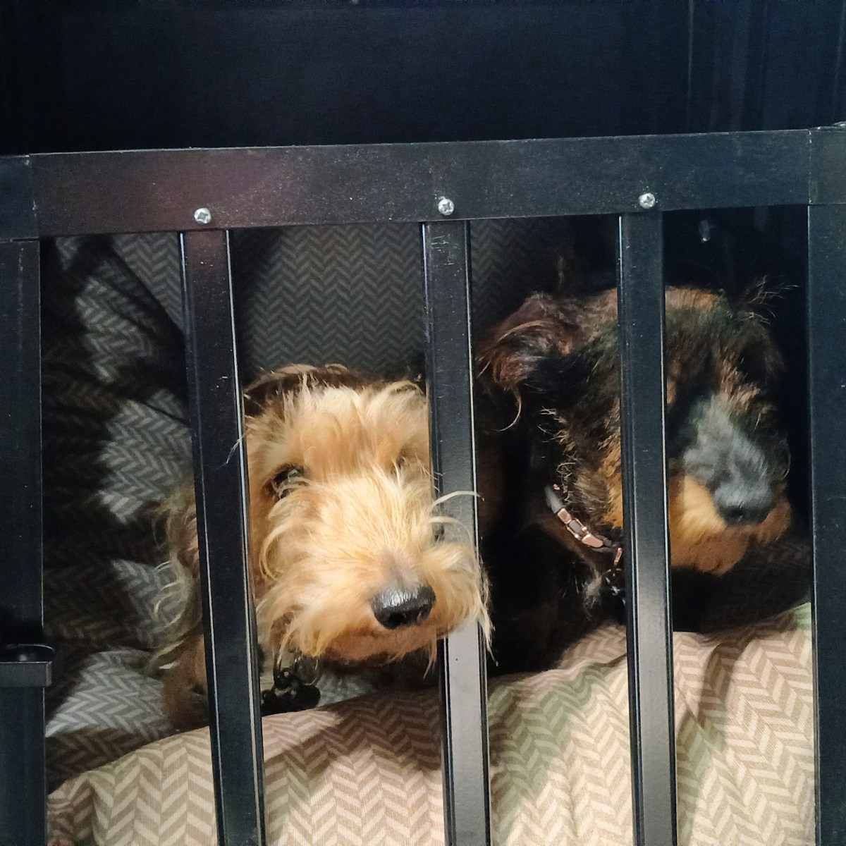Getting a New Dog Cage: Why We Have Upgraded Our Car&nbsp;Transporter