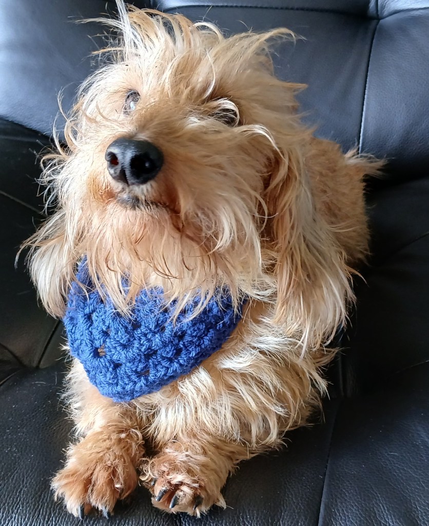 A miniature dachshund with a scruffy coat wearing a blue crocheted bandana, sitting comfortably on a black leather couch.