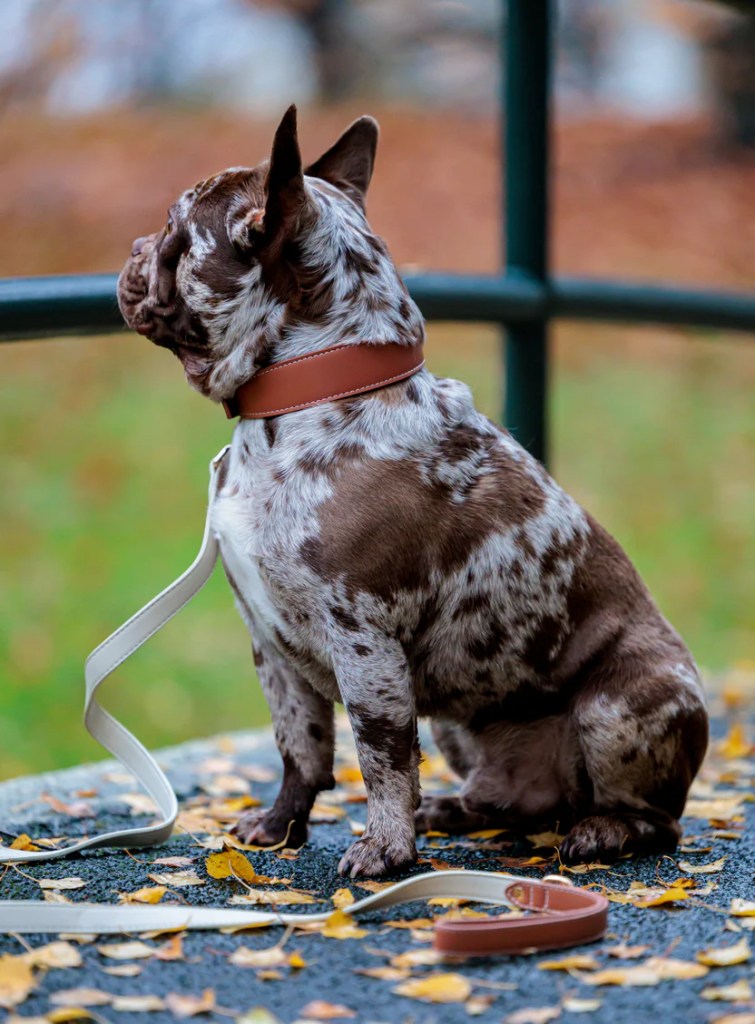 A brown and white spotted French Bulldog sitting on a stone surface, with a leather collar and leash, looking out at a blurred natural background adorned with autumn leaves.