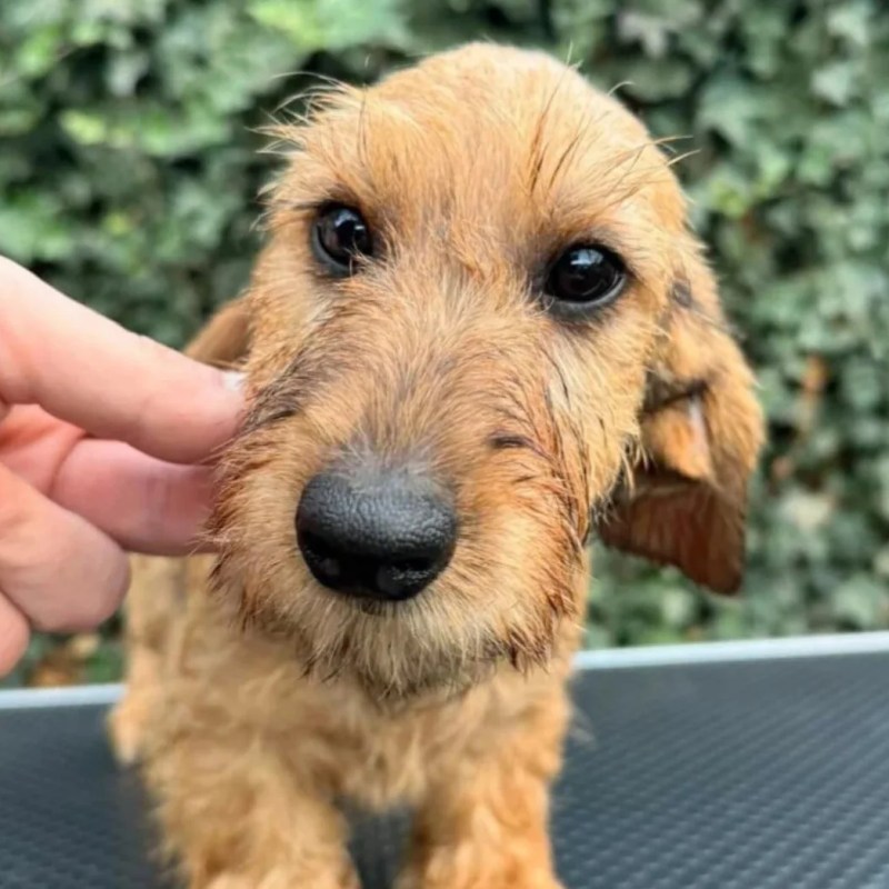 House Rules for Your New Puppy: Setting Boundaries from Day&nbsp;One