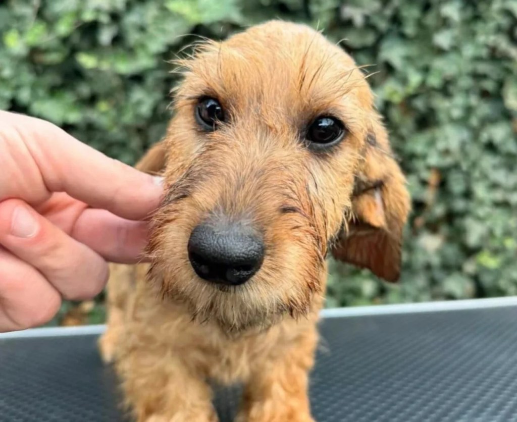 House Rules for Your New Puppy: Setting Boundaries from Day One