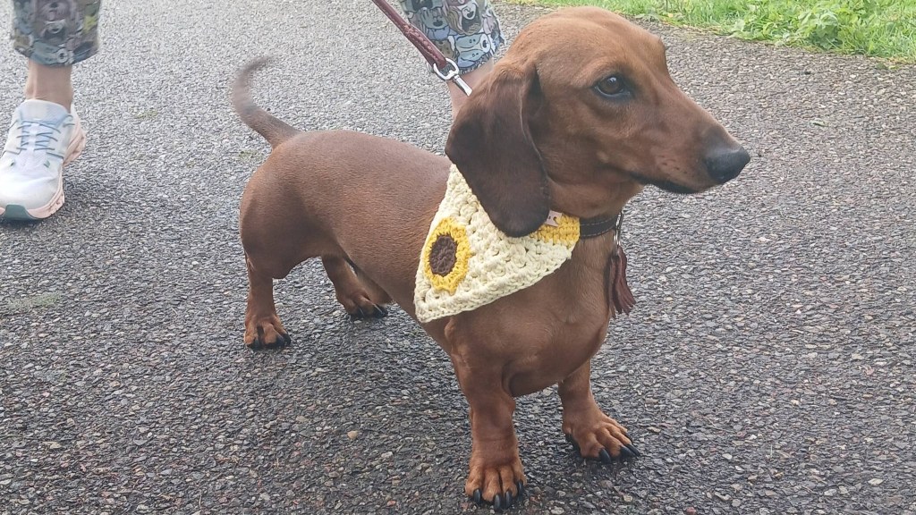 dachshund wearing a crochet bandana
