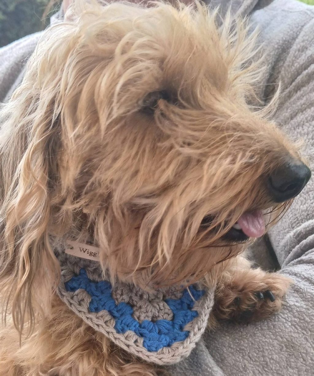 a wire haired dachshund wearing a crochet dog bandana