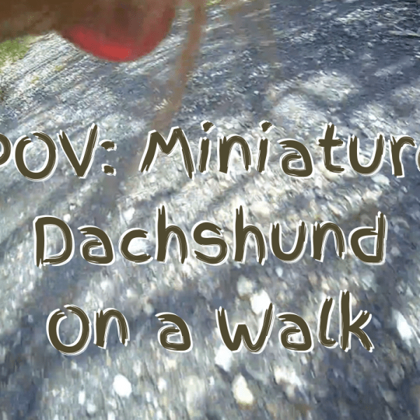 What a Dachshund’s POV Taught Me About “Dog&nbsp;Speed”